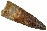 Fossil Spinosaurus Tooth - Real Dinosaur Tooth #360099-1